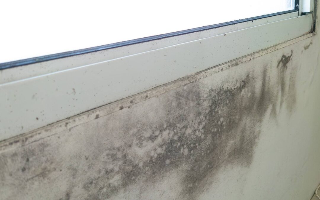 Winter Mold Prevention Tips for NJ Homeowners