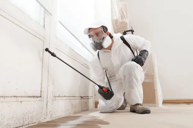 NJ Mold Specialists