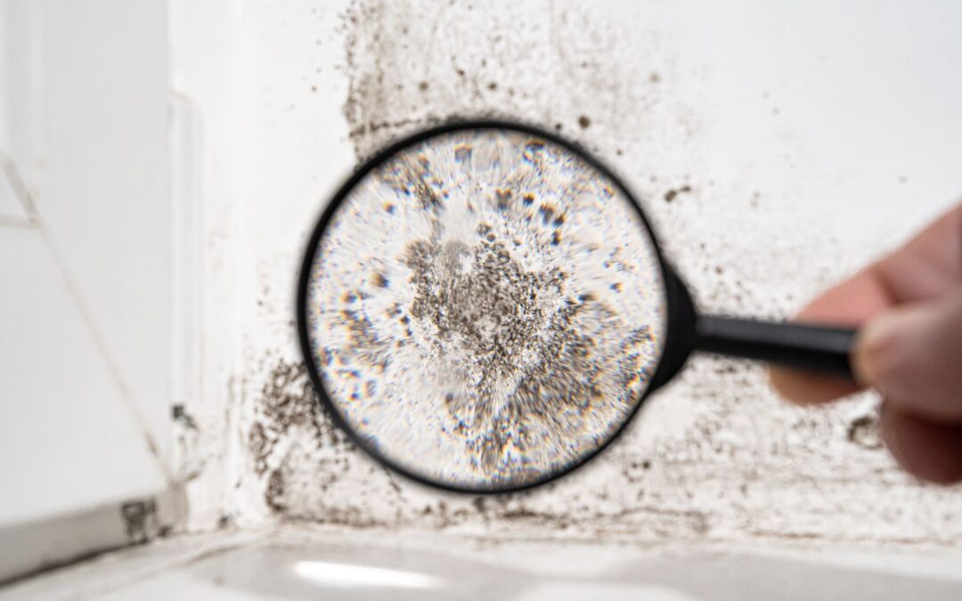 Why Spring Is the Best Time for a Professional Mold Inspection in NJ